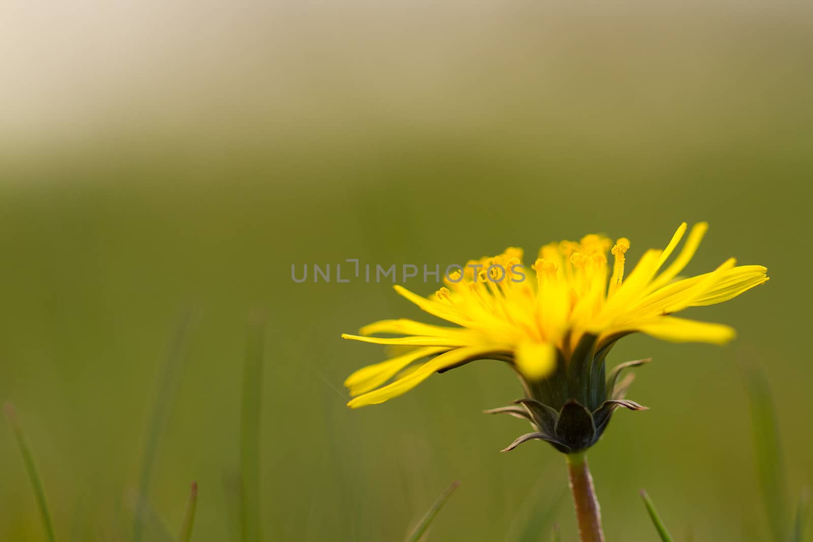 a little yellow flower on green background