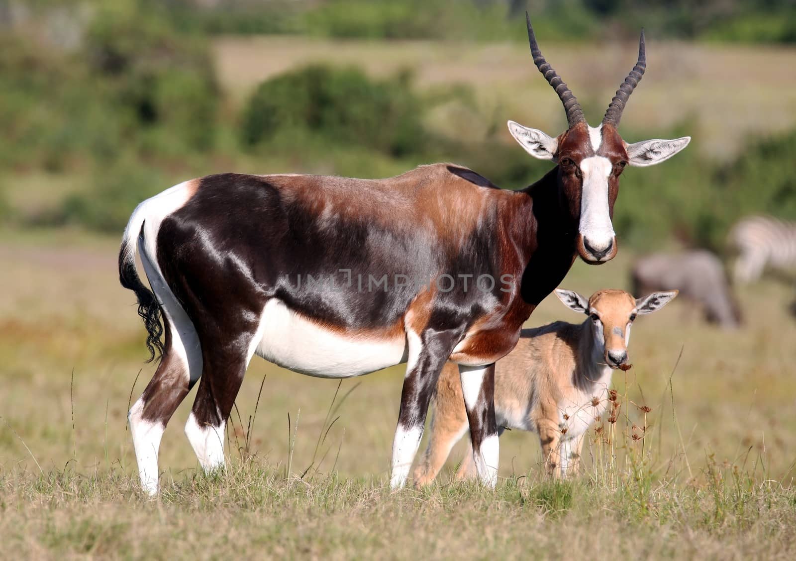 Bontebok antelope with it's baby standing on the African grassland