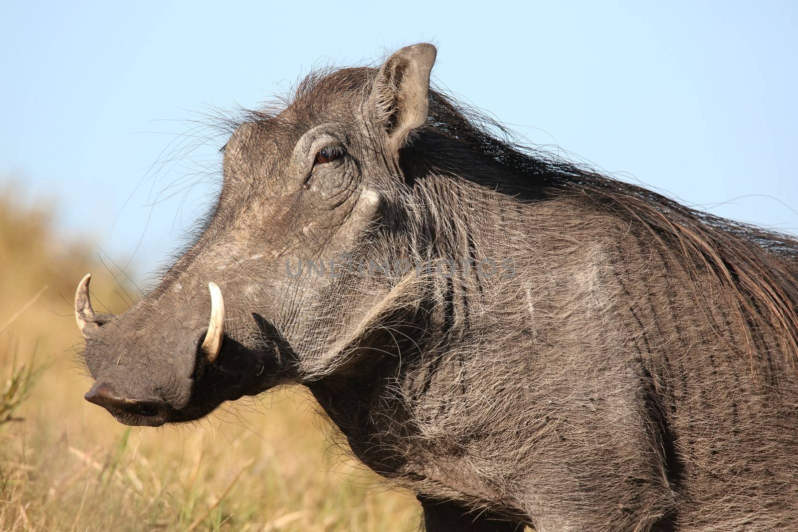 Warthog with ugly face and coarse body hair