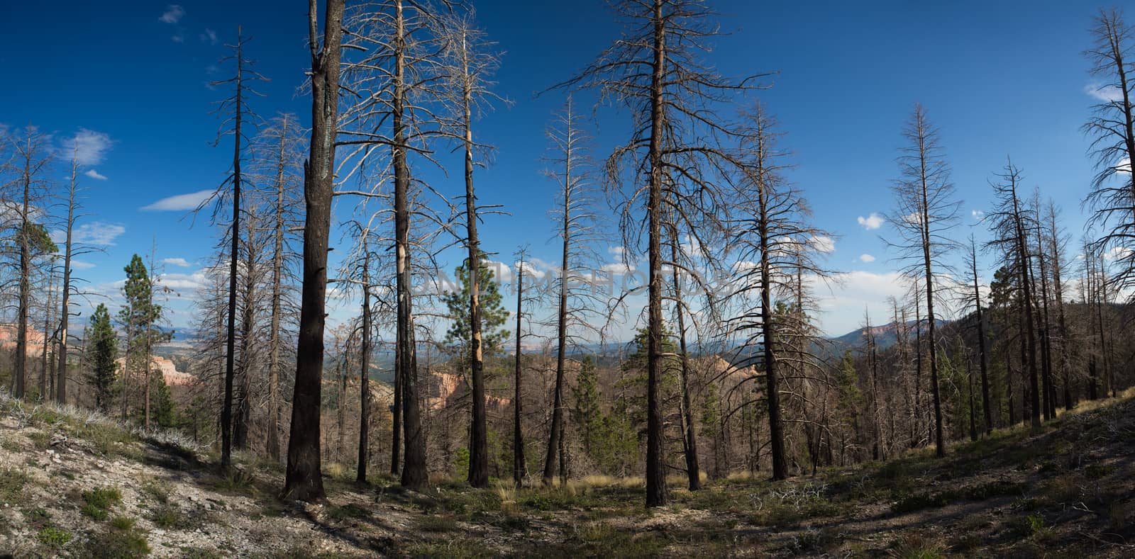 Burned forest in Bryce Canyon National Park by watchtheworld