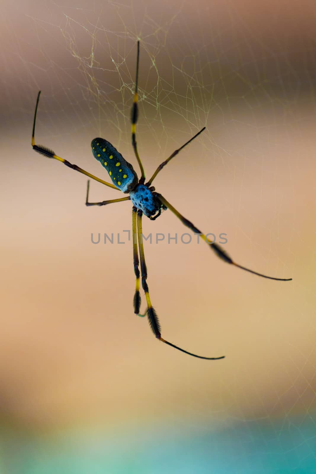 Close up of a Golden Orb Spider in its web in Costa Rica.