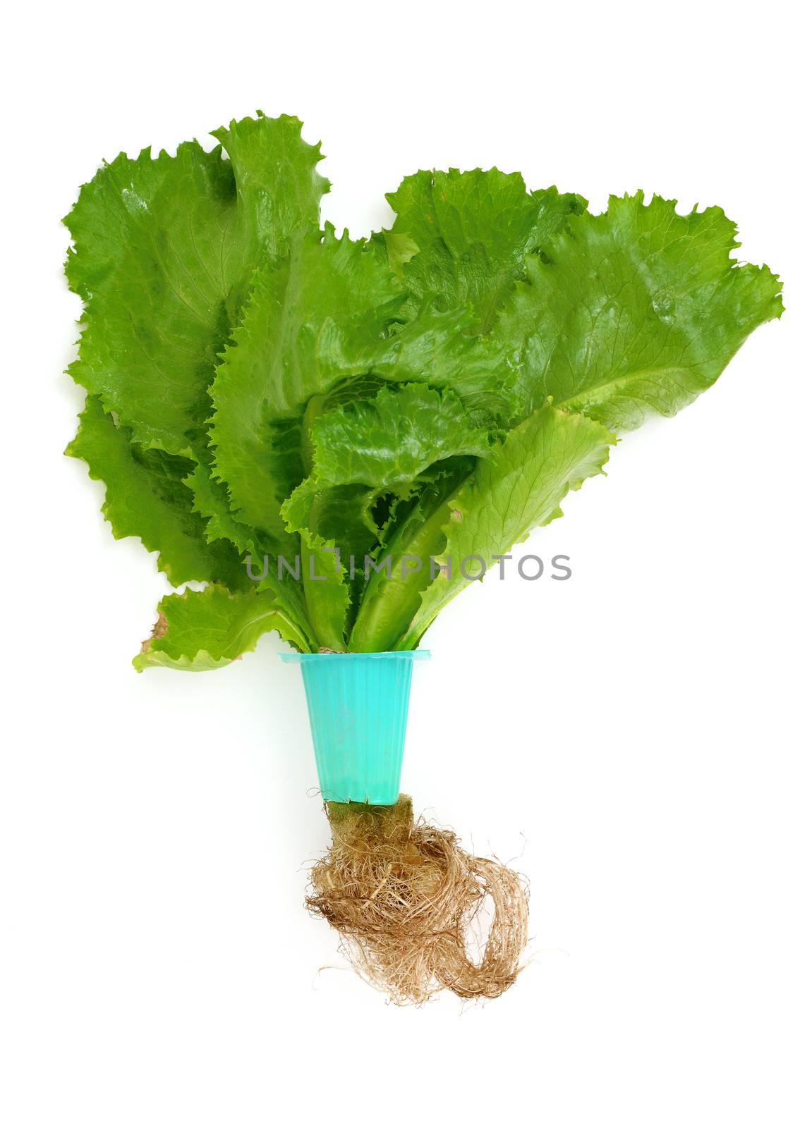 Hydroponic Lettuce by antpkr