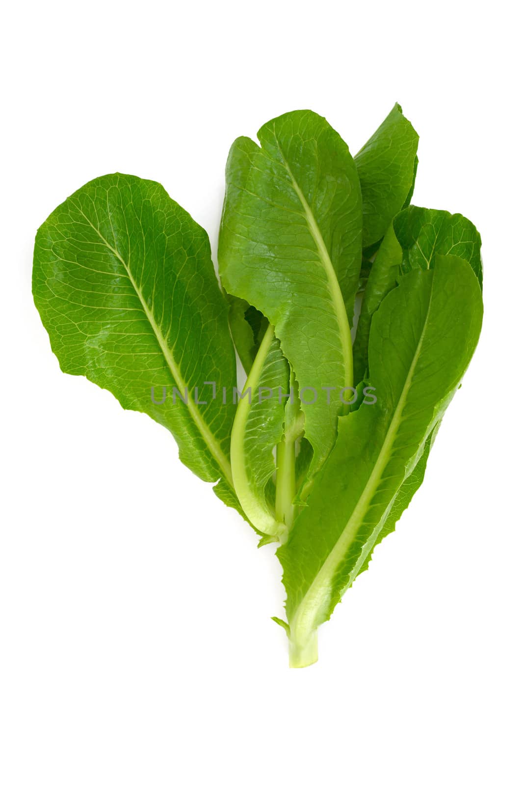 Fresh Lettuce