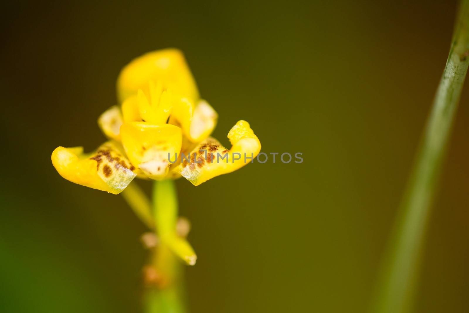 Tropical flower in Costa Rica with blurred background