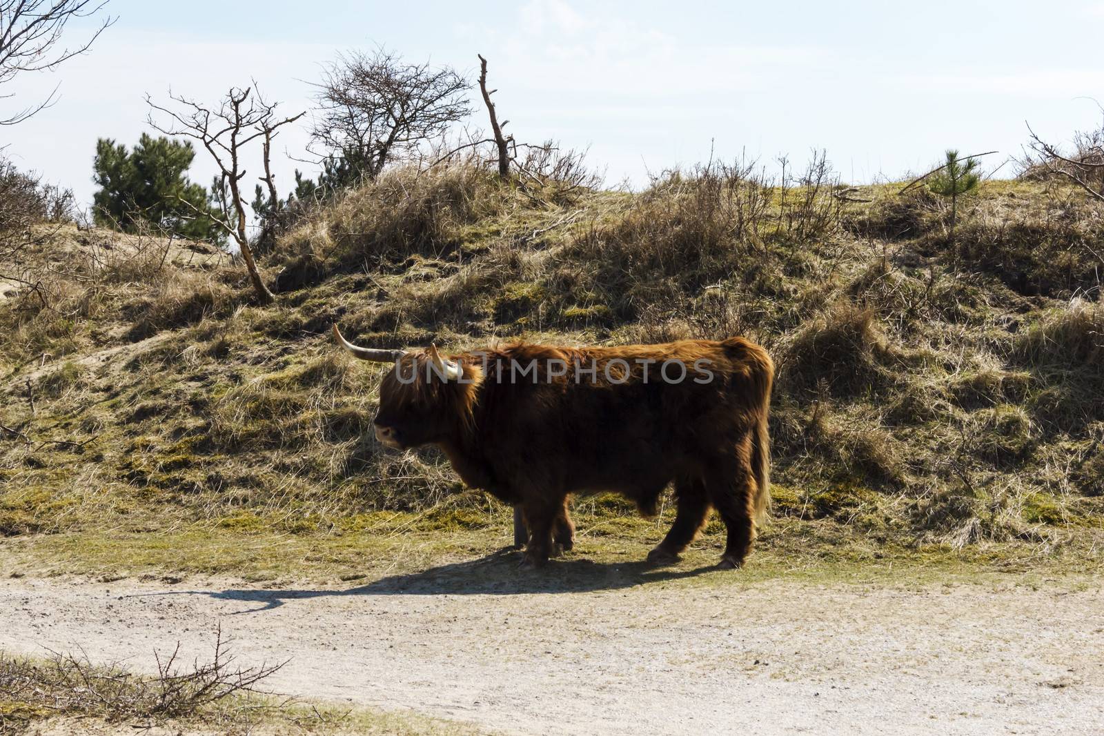Cattle scottish Highlanders, Zuid Kennemerland, Netherlands