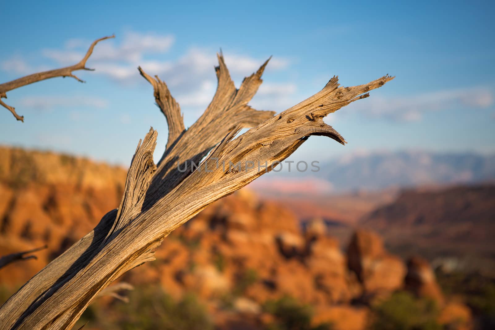 Dead branch on the ground at the Arches national park