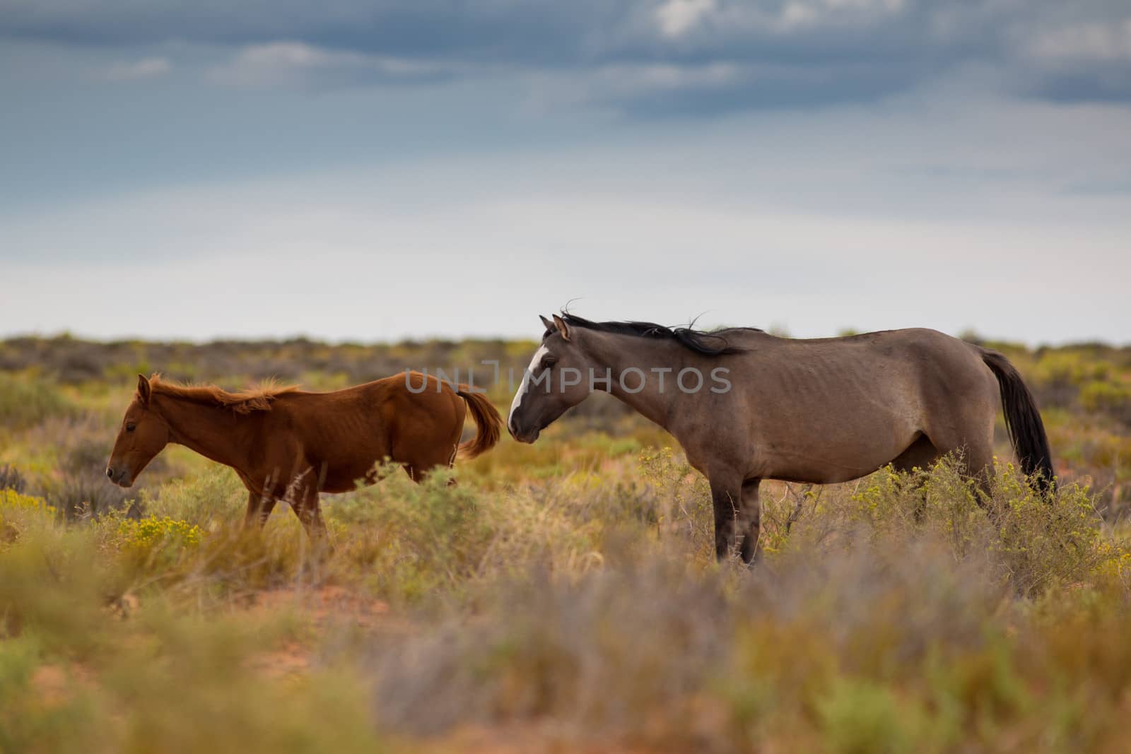 Wild Horses In Utah close by the Monument Valley, within the Navajo Indians Reserve