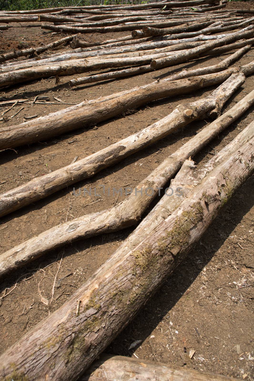 Trees trunk on filed on a land on sale in Costa Rica