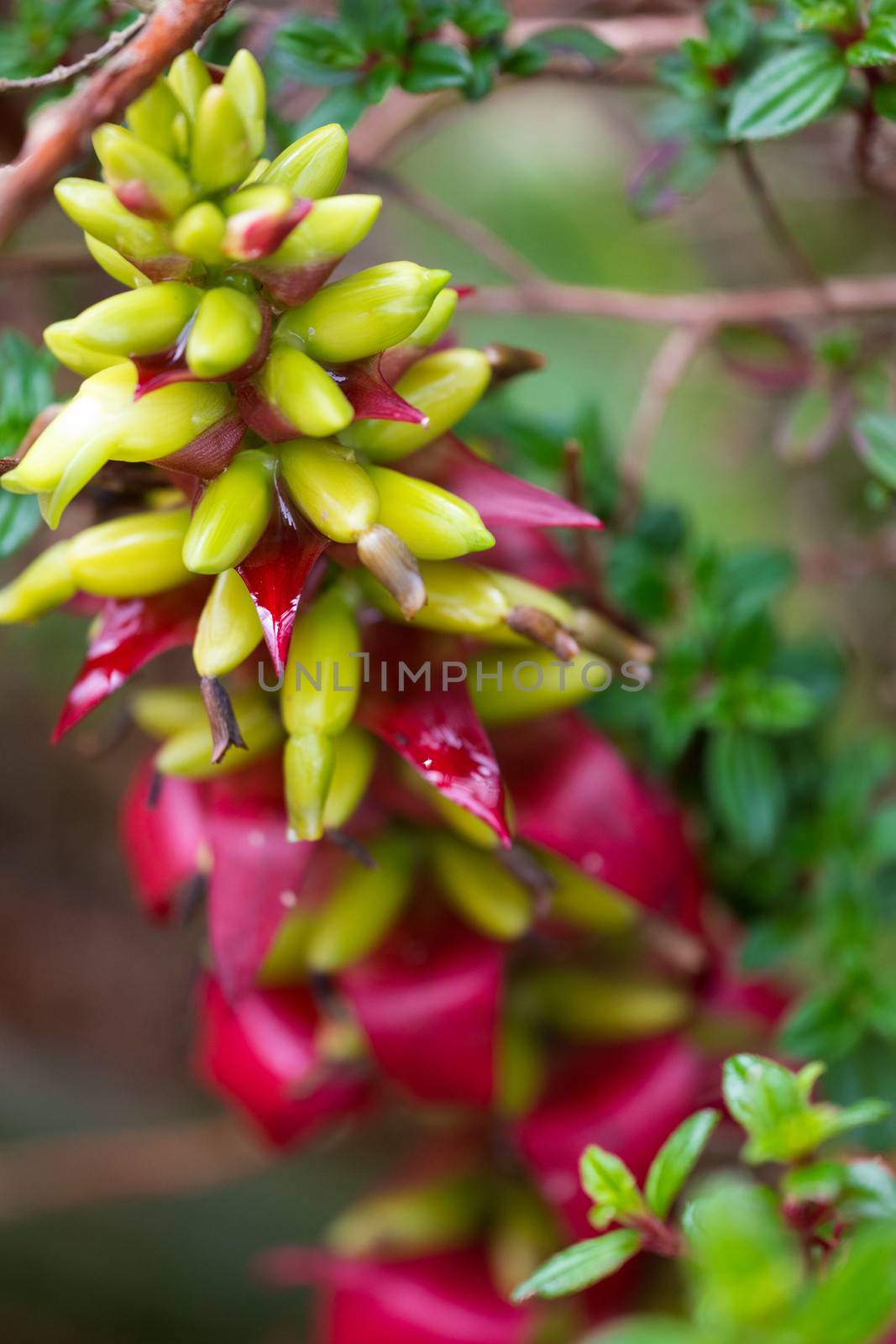 Tropical flower in Costa Rica with blurred background