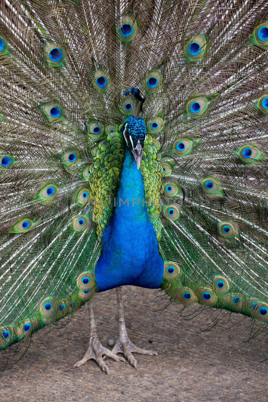 Preening peacock by watchtheworld
