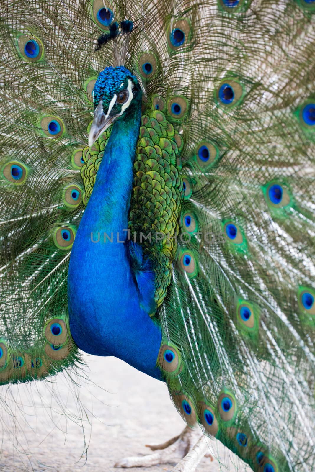 Preening peacock by watchtheworld