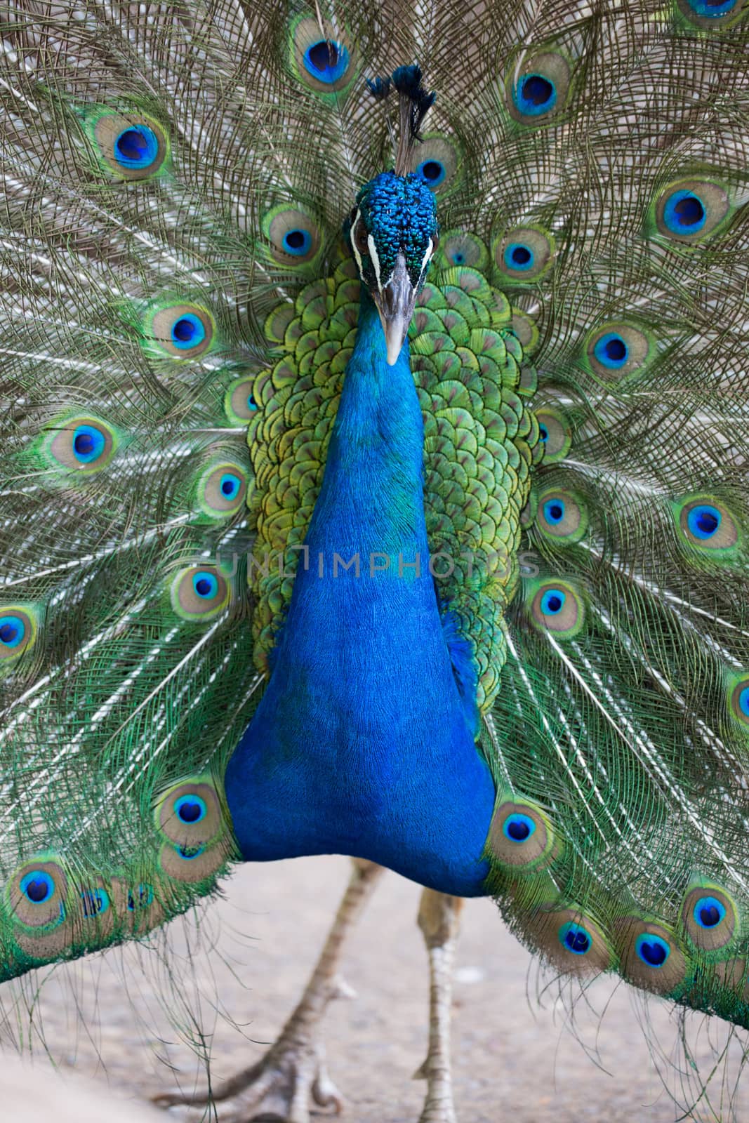 Preening peacock by watchtheworld