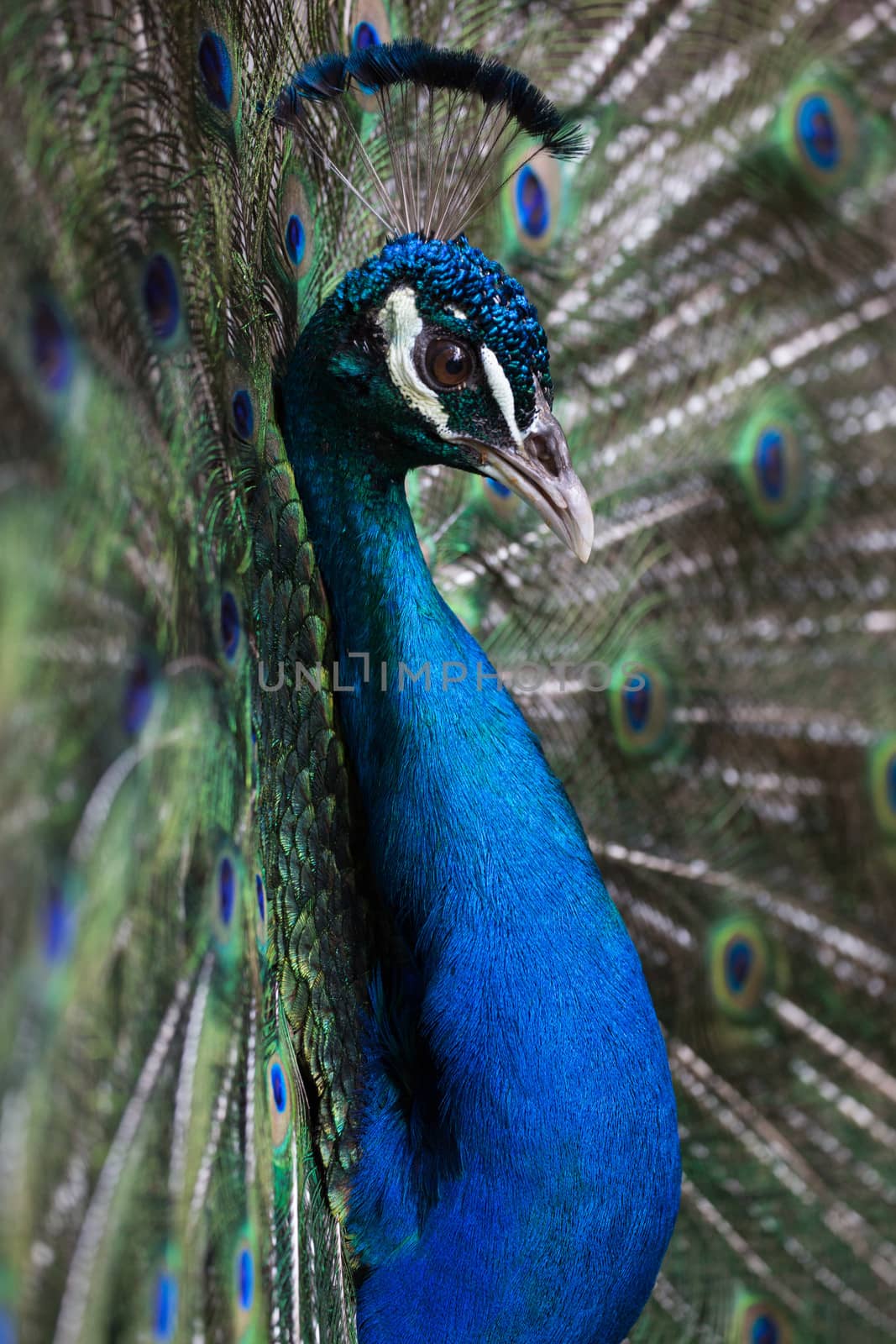 Preening peacock taken in Costa Rica