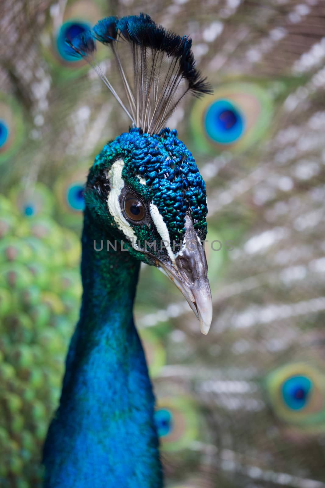 Close up pf preening peacock by watchtheworld