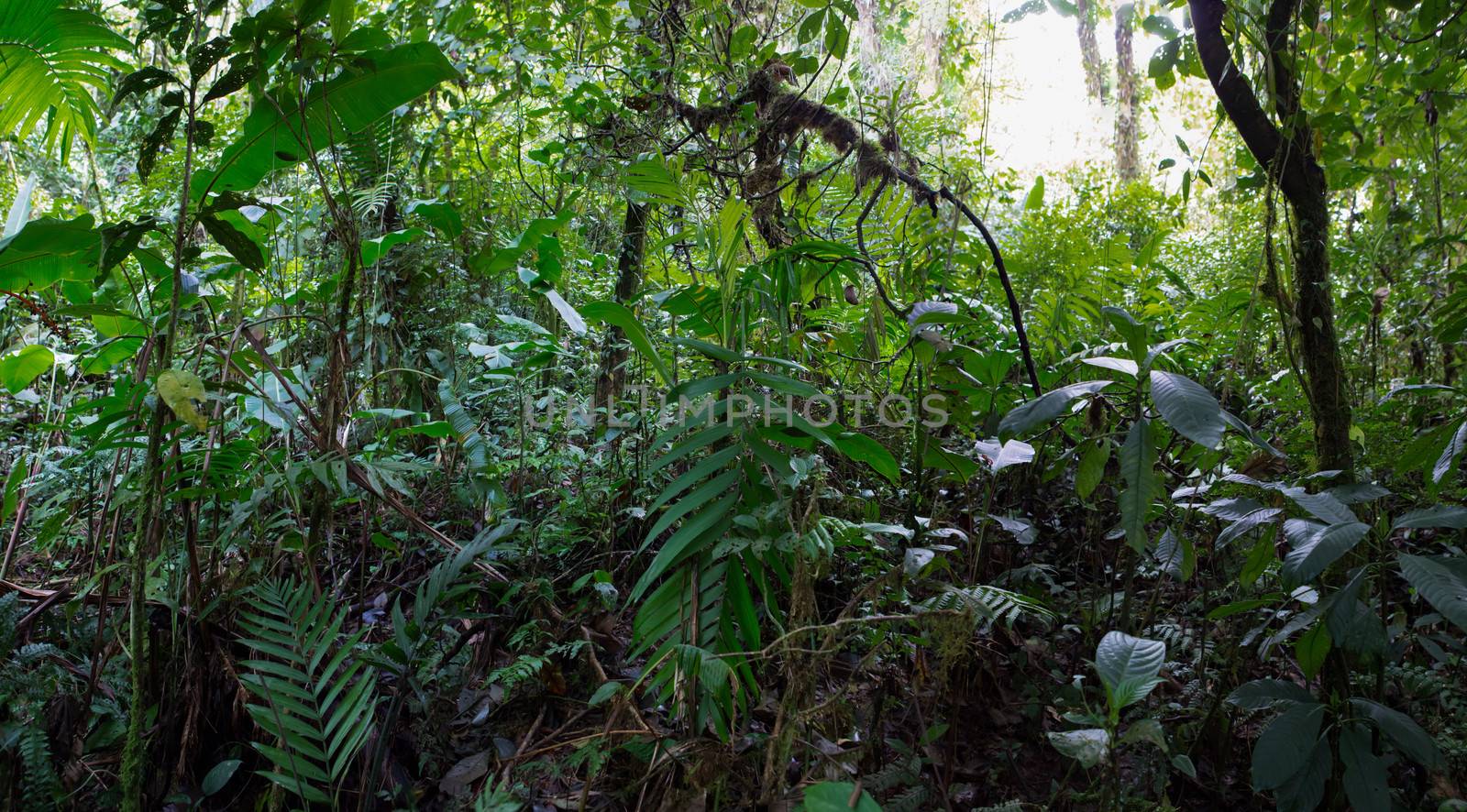 Santa Elena Cloud Forest in Costa Rica