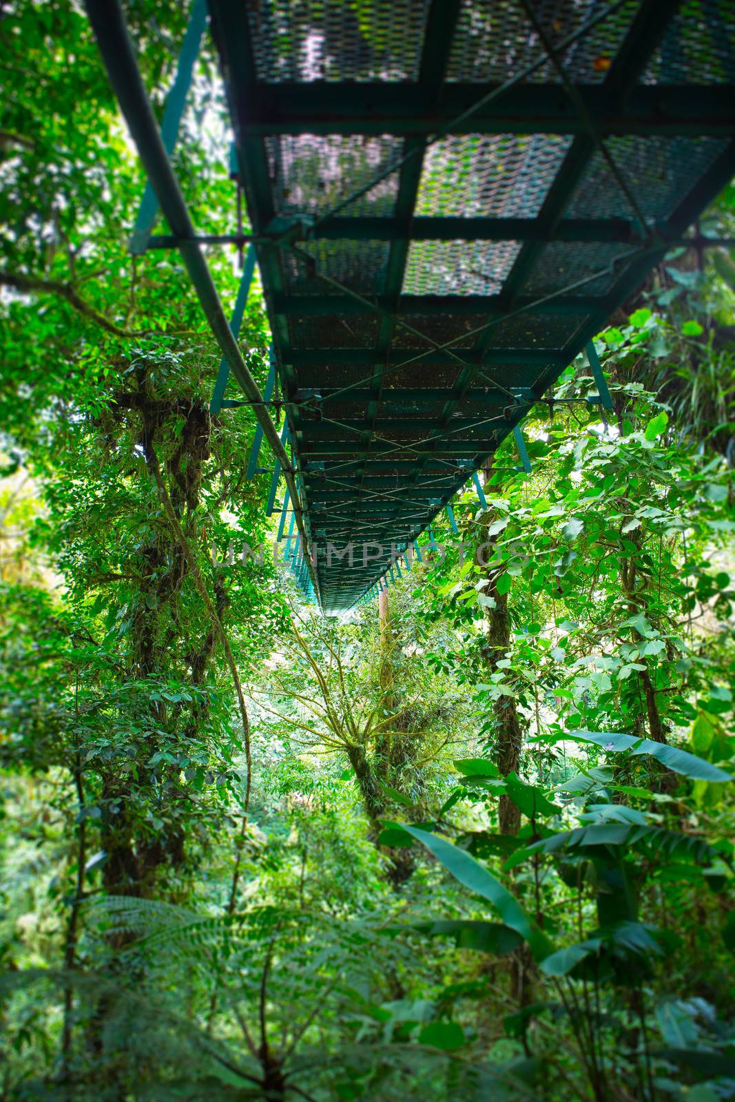 Hanging bridge Costa Rica by watchtheworld