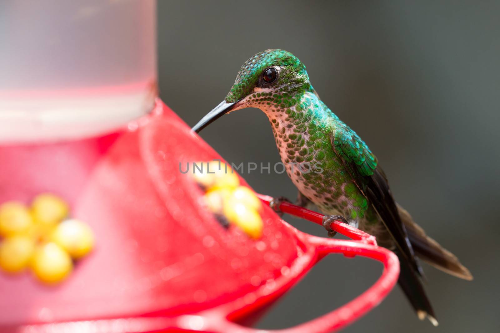 A hummingbird resting at a water point in Costa Rica