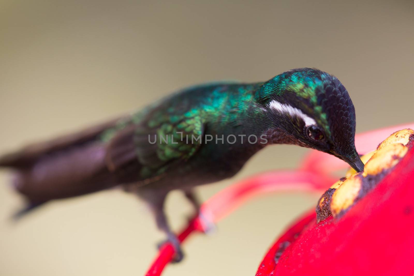A hummingbird resting at a water point in Costa Rica