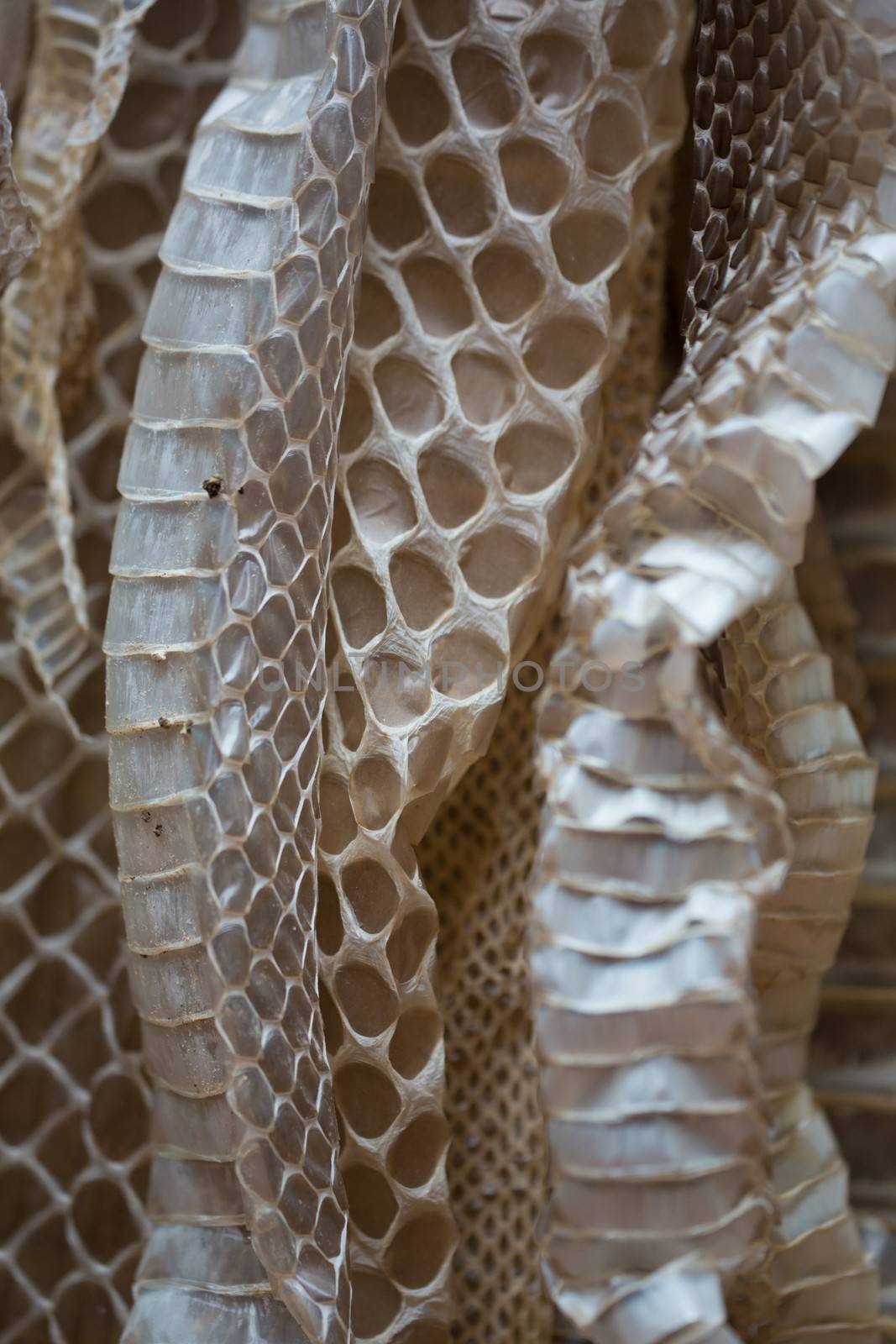 Snakeskin background, closeup in Costa Rica