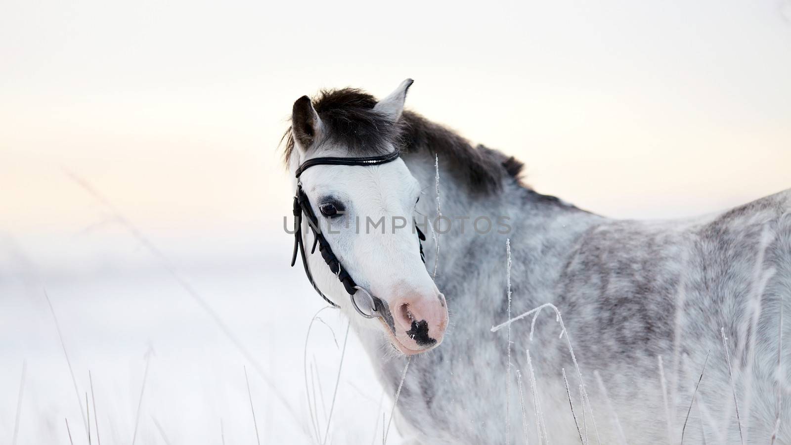 Portrait of a gray horse by Azaliya