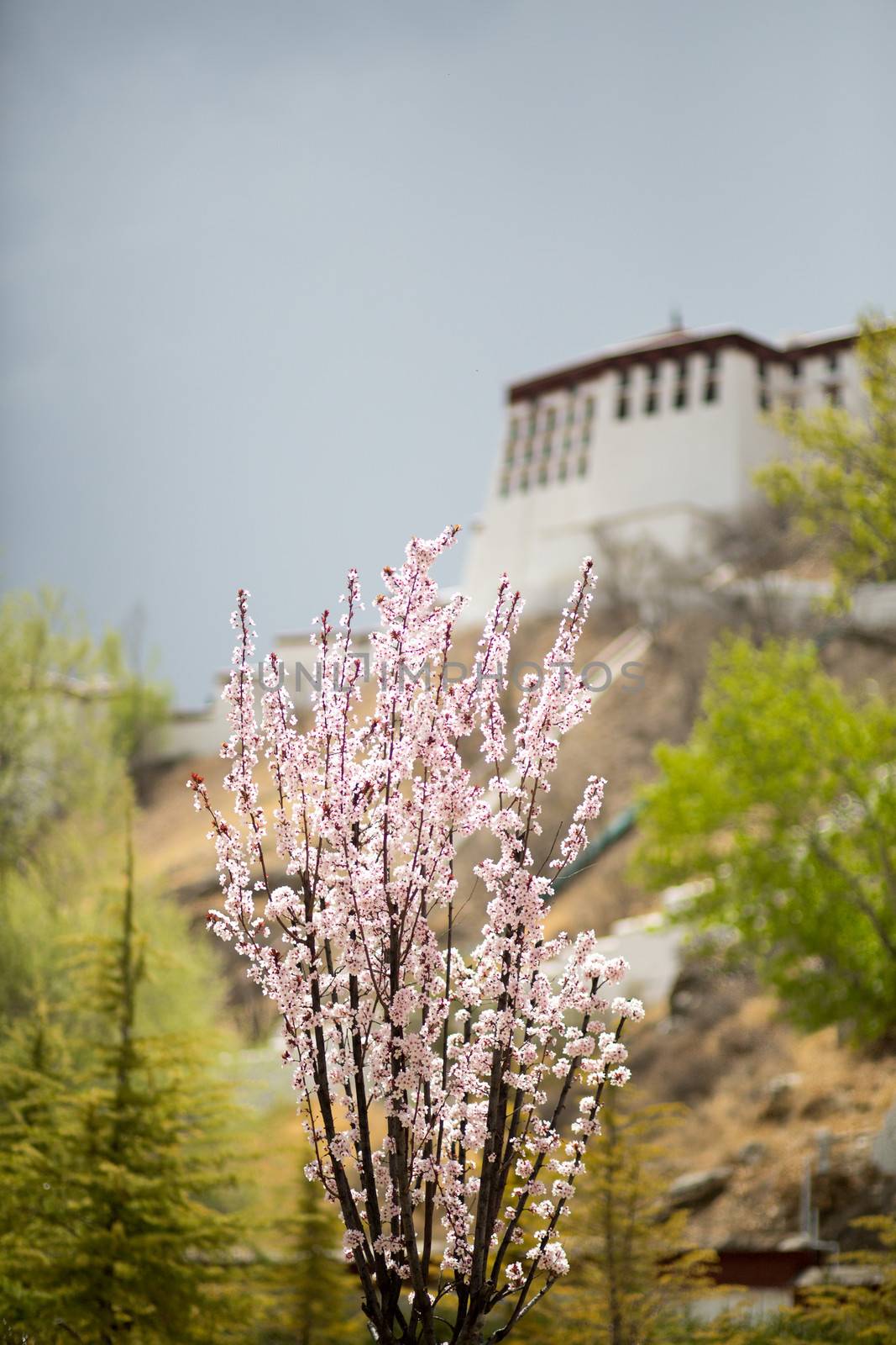 Flowers with blurred view of the Potala Palace, Lhasa by watchtheworld