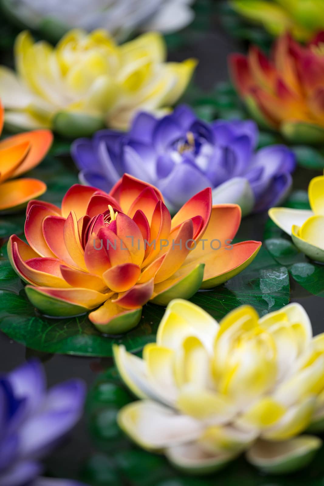 Lotus-flowers in a pond in Lhasa in China