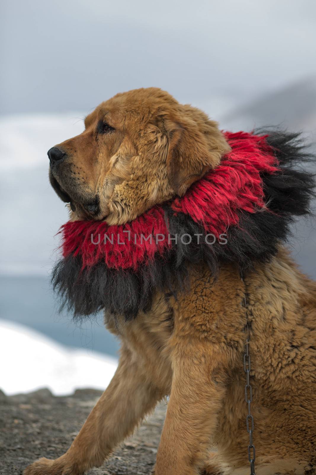 Closeup of tibetan mastiff at Yamdrok lake in Tibet, China