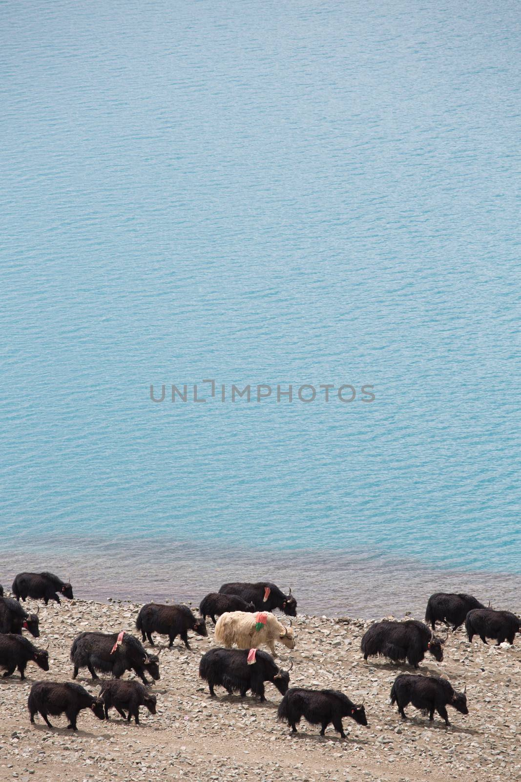Yaks on the Namtso Lake in Tibet by watchtheworld