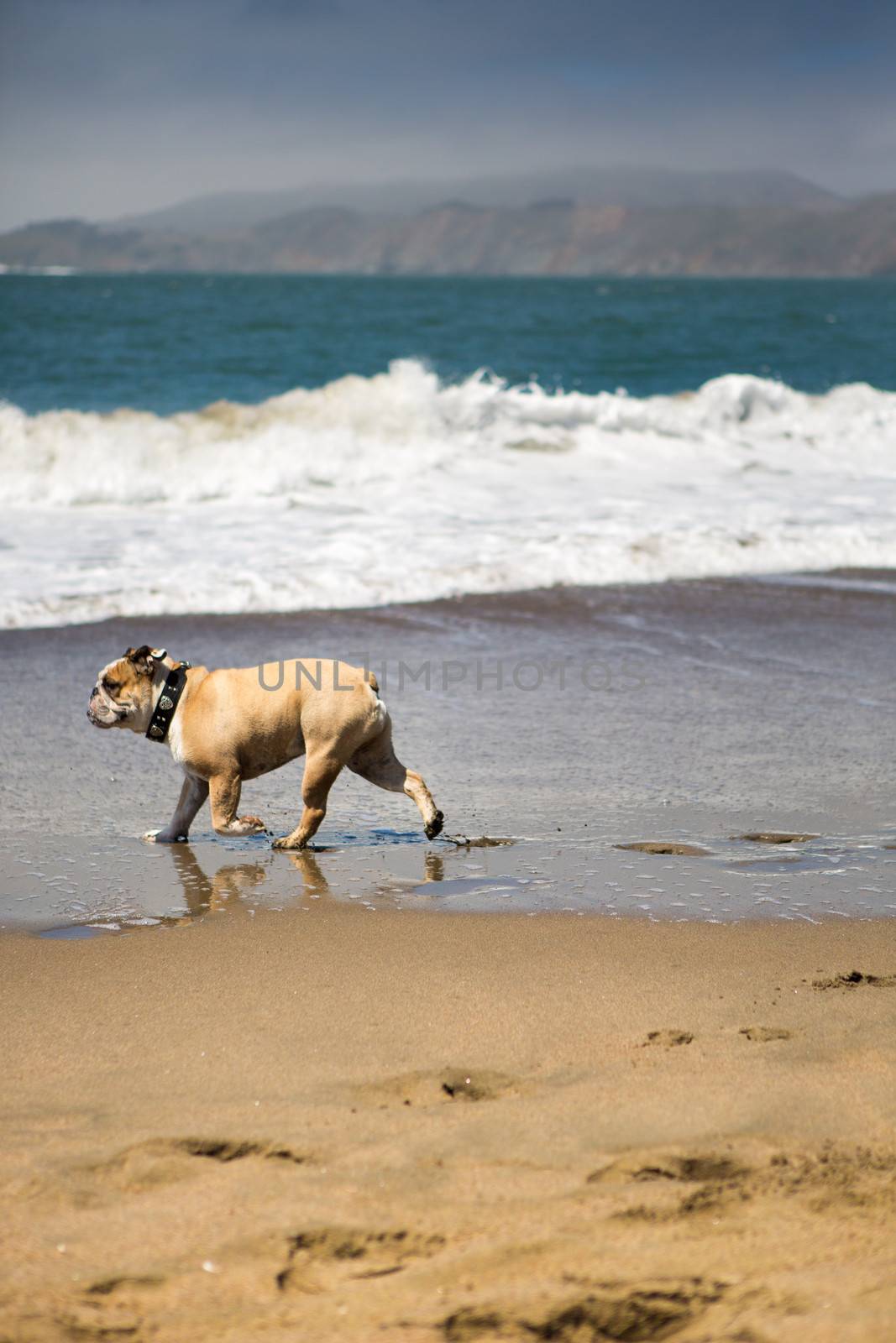 Happy Bull-Dog playing on the beach in California by watchtheworld