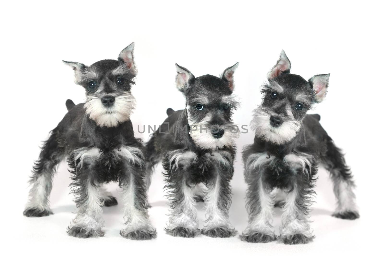 Cute Baby Miniature Schnauzer Puppy Dog on White by tobkatrina