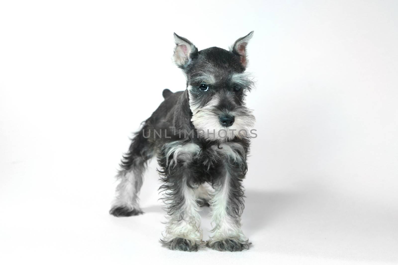 Cute Baby Miniature Schnauzer Puppy Dog on White by tobkatrina