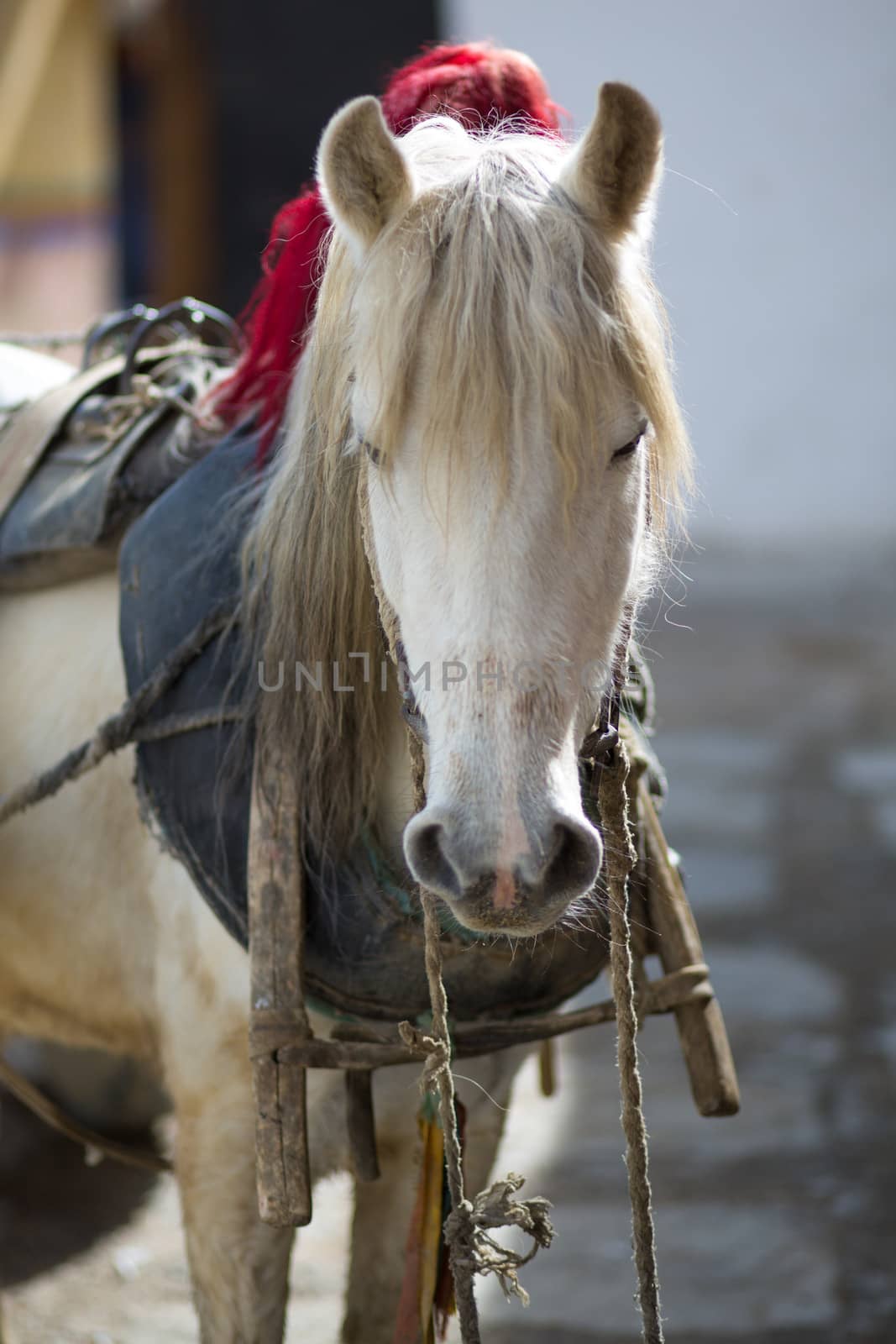 Horse head with blurred background in TIbet