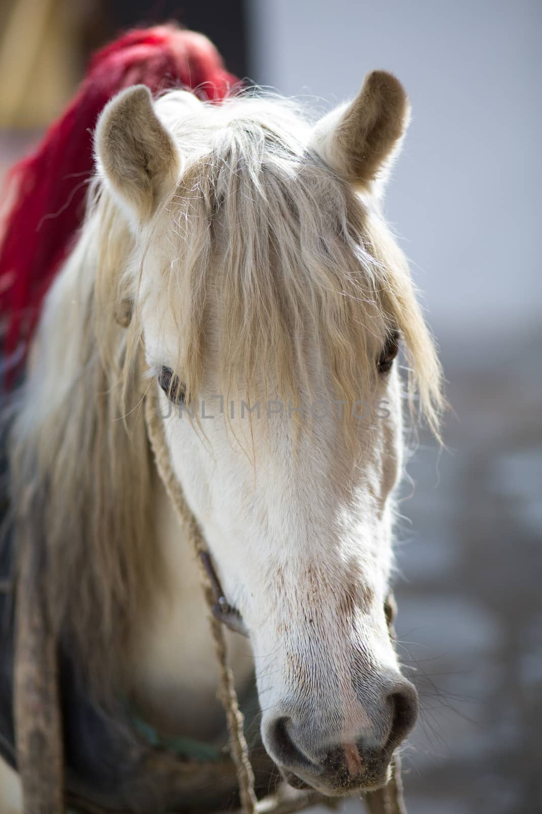 Horse head with blurred background in TIbet