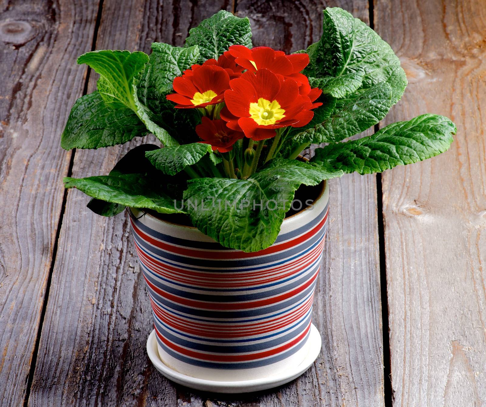 Red Primula Potted Plant in Striped Flower Pot closeup on Rustic Wooden background