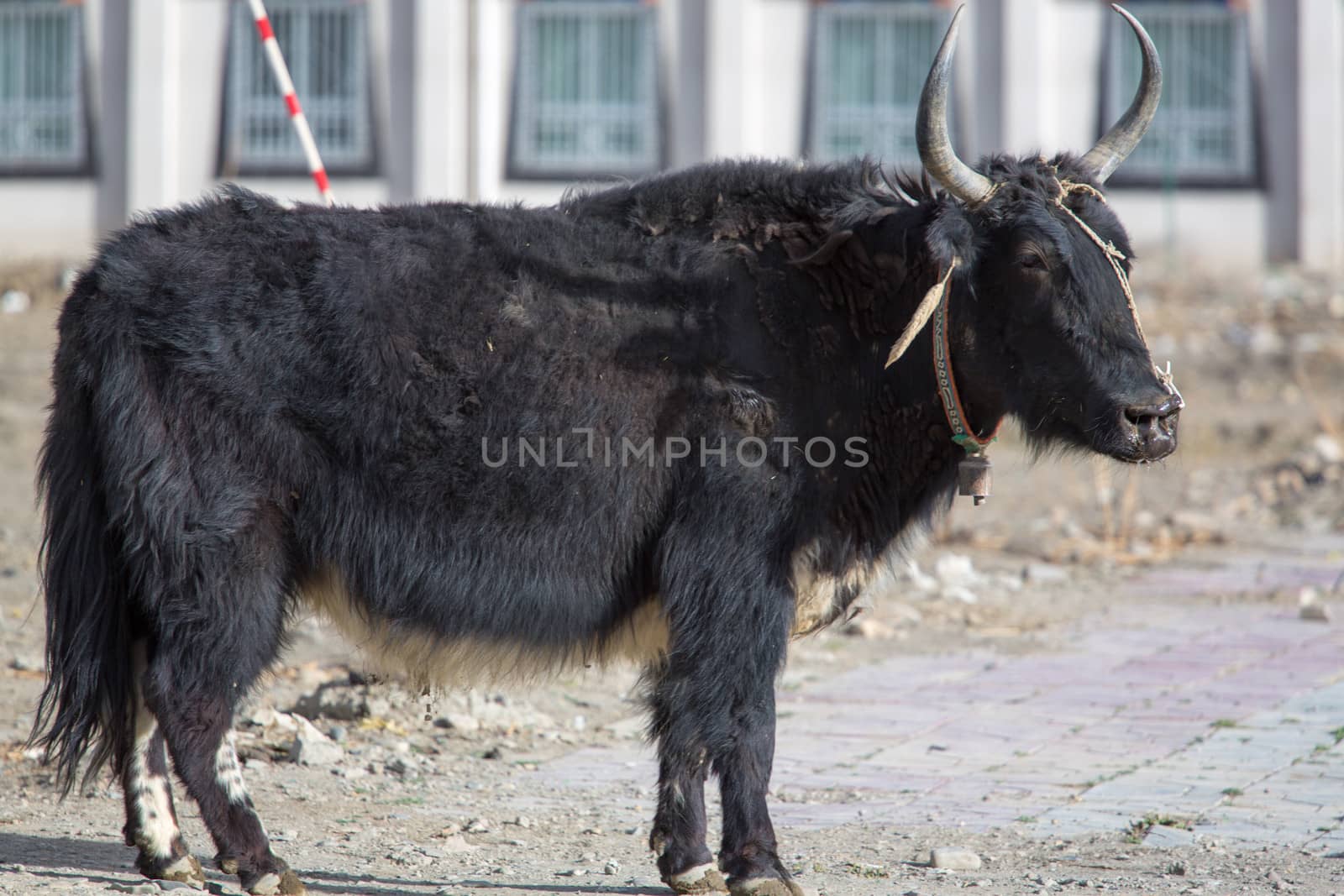 Close-up from a black yak in a village in Tibet, China