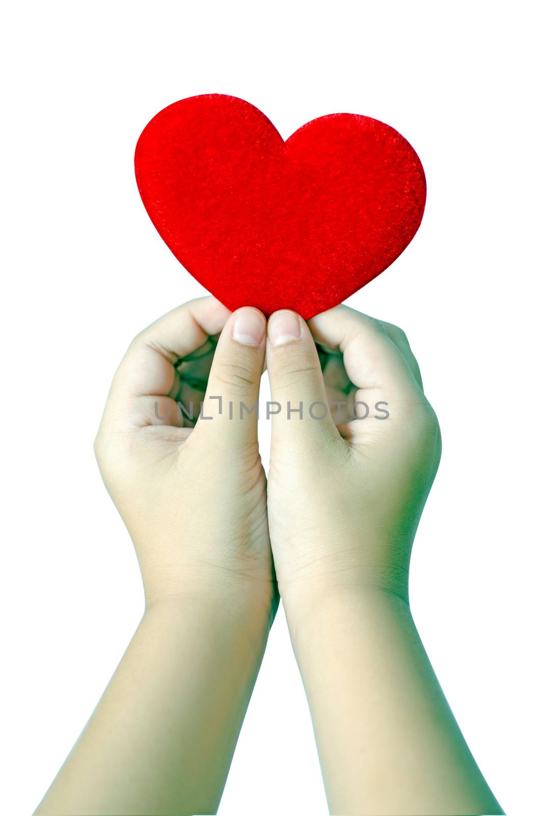 Red heart in the hands on white background , clipping path 