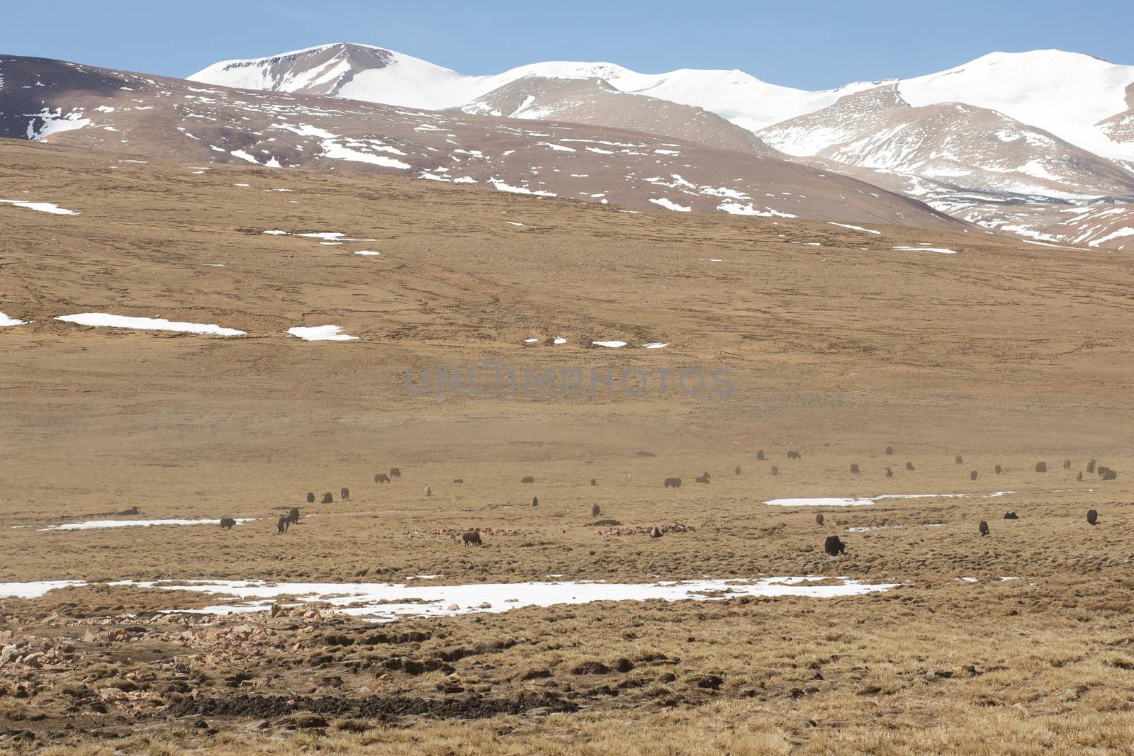 Herd of yaks grazing in the Himalaya on the Friendship Road going to Kathmandu, Tibet, China