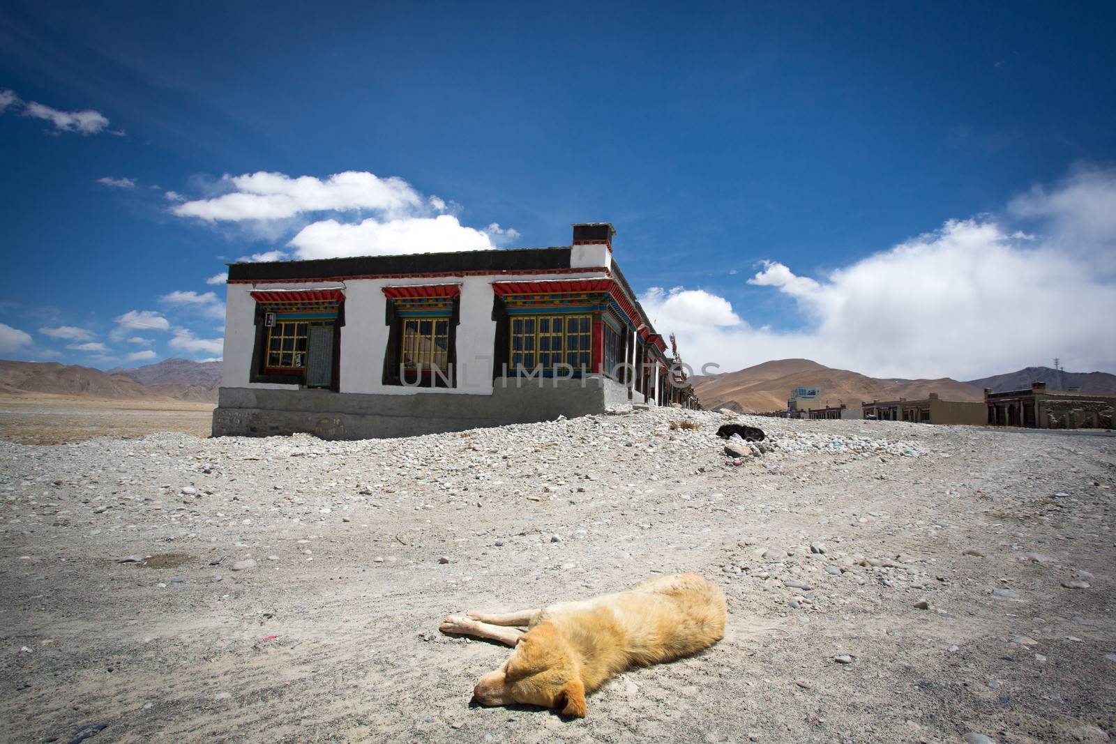 Dog sleeping on the road somewhere in tibet by watchtheworld