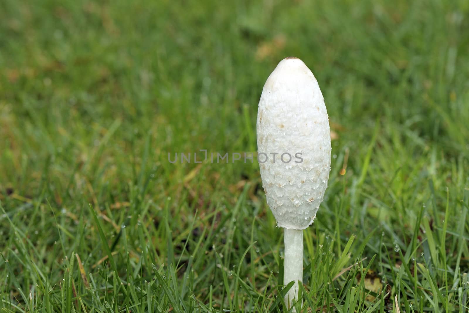 Autumn mushrooms on a sunny morning