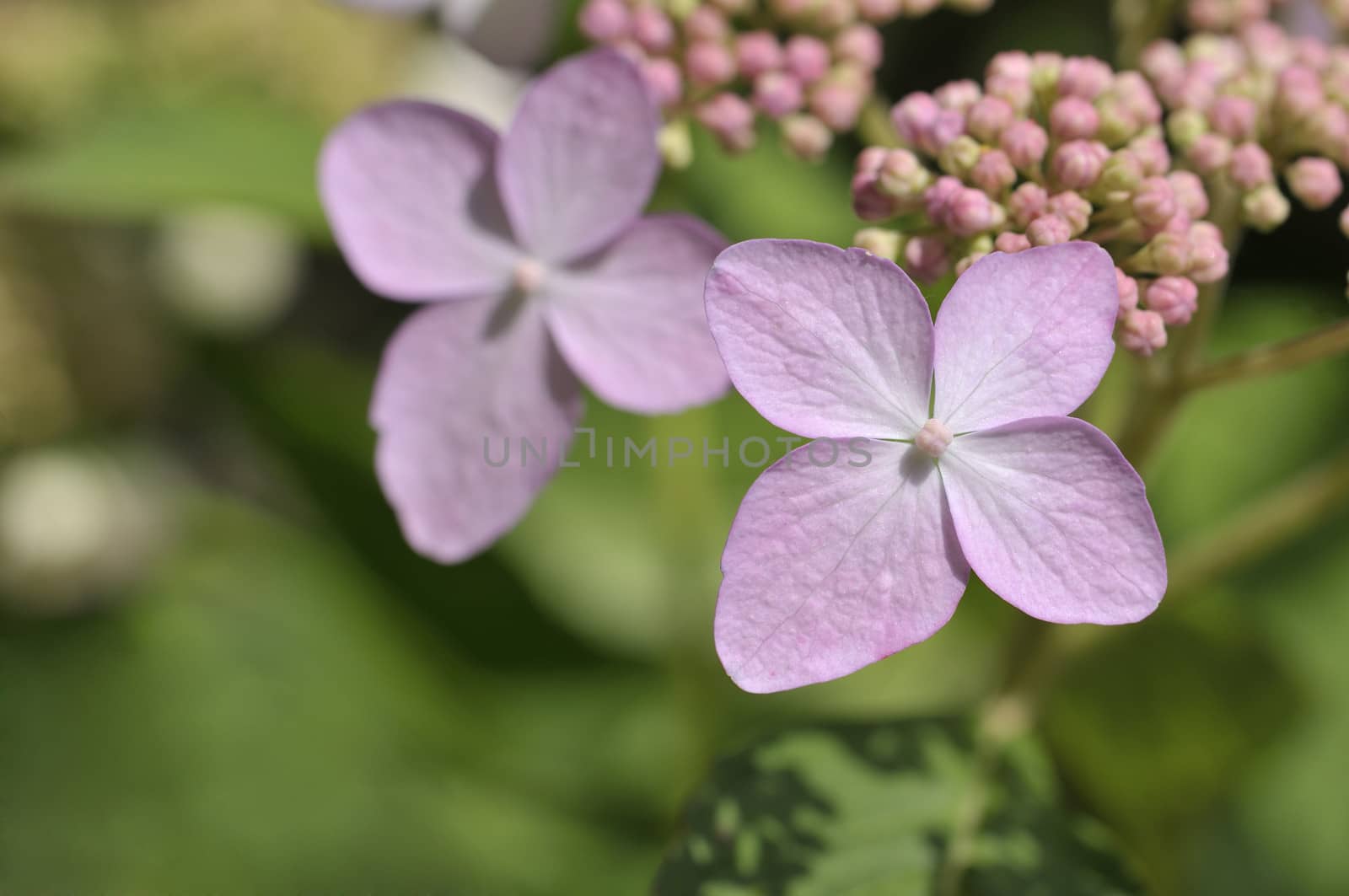 Tricolor Hydrangea macrophylla in bloom