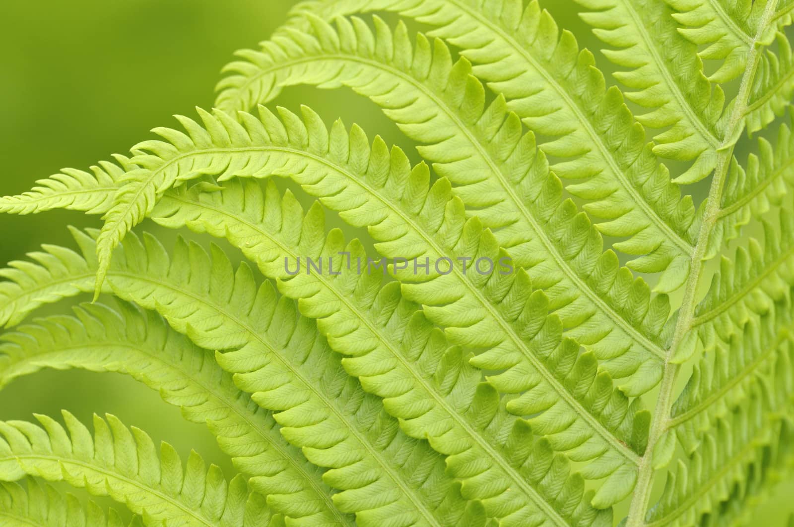  beautiful green leafs of fern on  background 