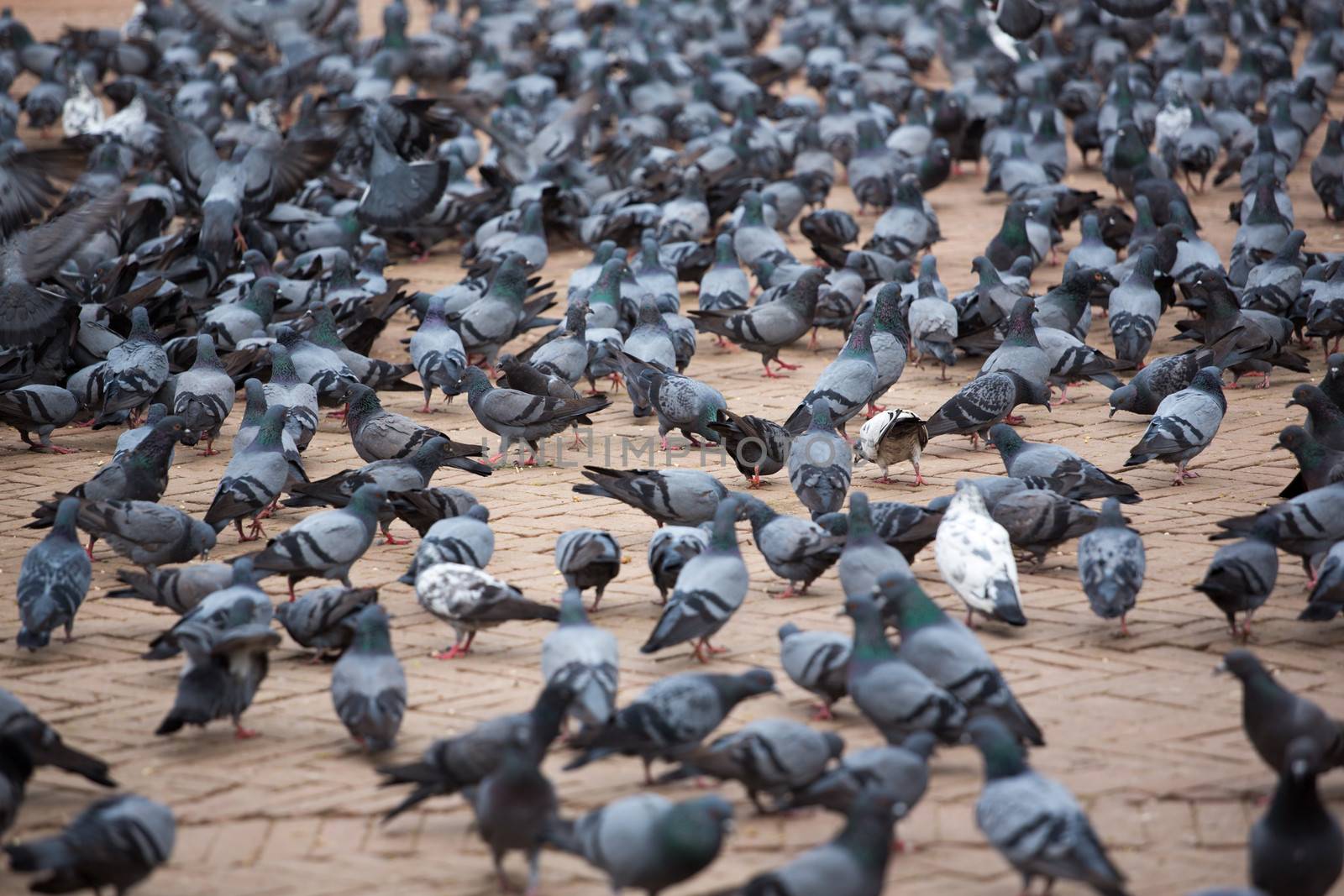 A group of pigeons at the Boudhanath Stupa in Kathmandu by watchtheworld