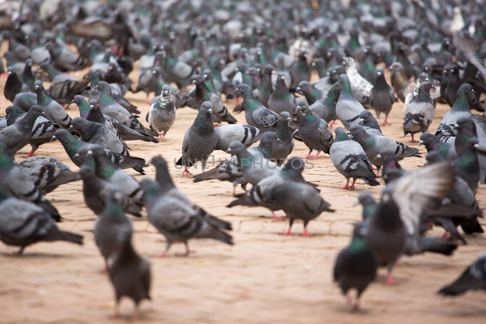 A group of pigeons at the Boudhanath Stupa, one of the main landmark in Kathmandu, Nepal.