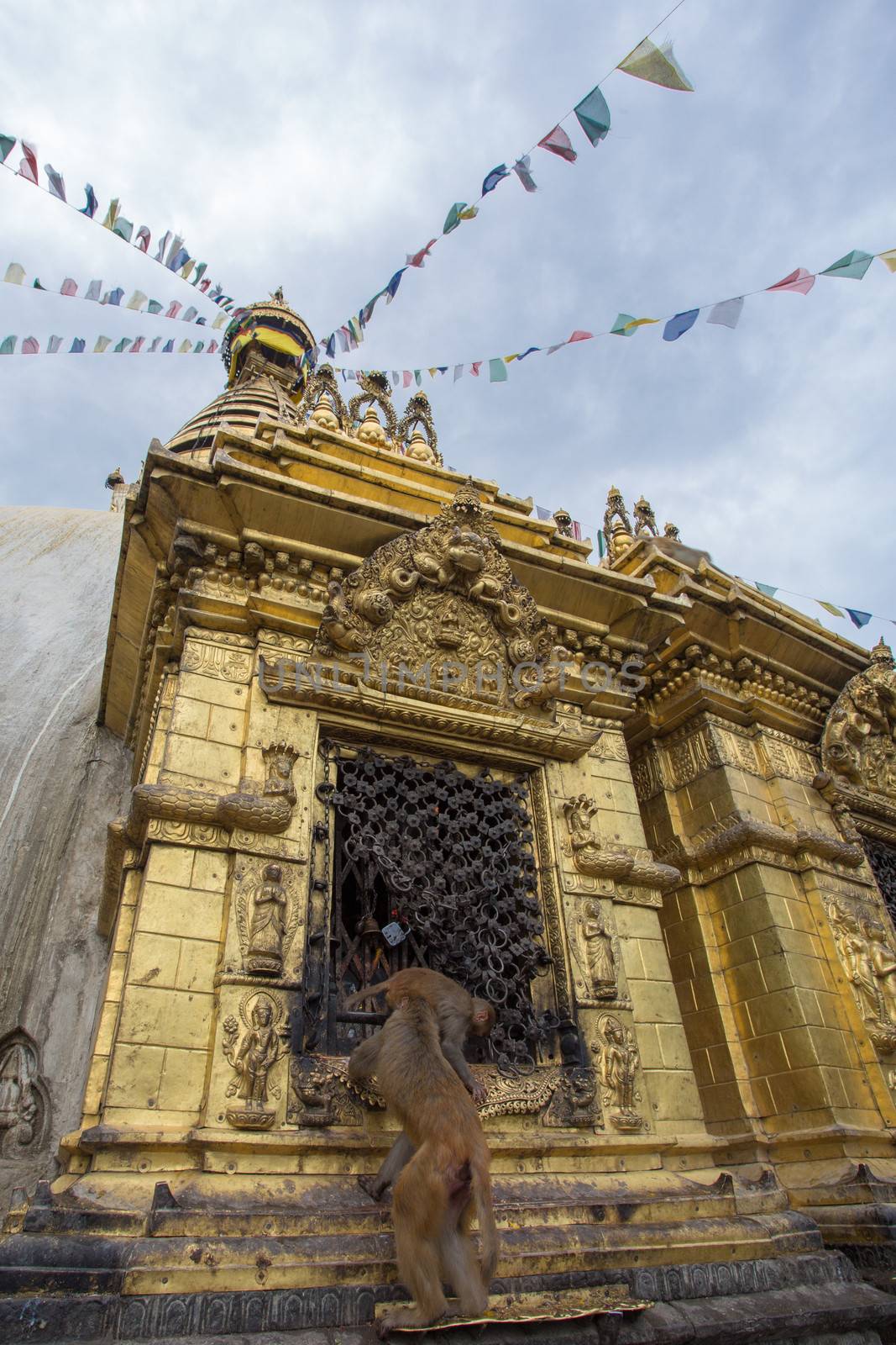 A monkey on swayambhunath stupa in Kathmandu, Nepal