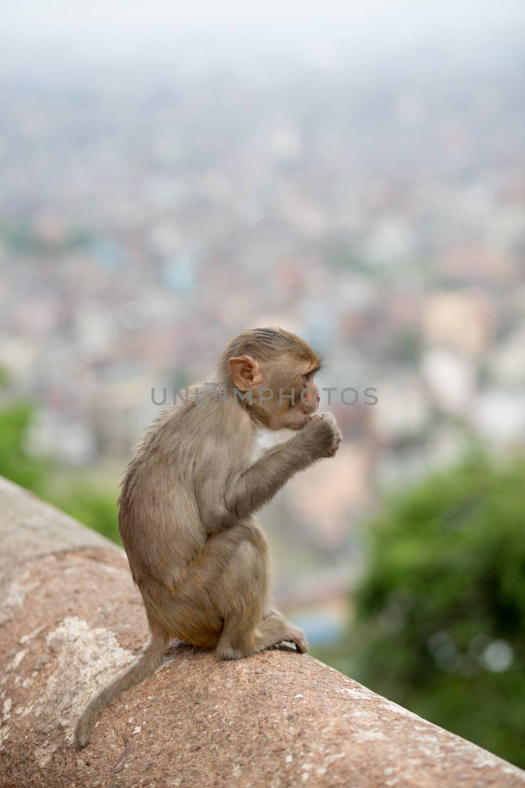 A baby monkey sitting at Swayambhunath temple with kathmandu blurred in the background