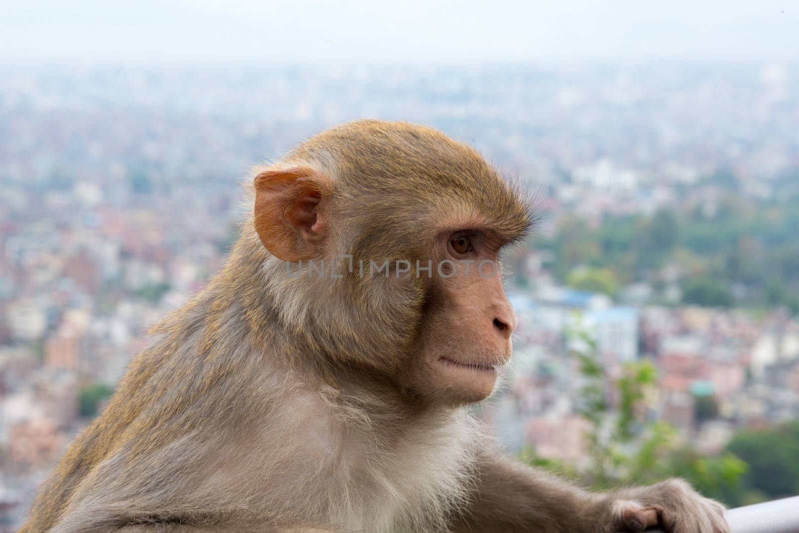 Monkey at the Monkey temple in Kathmandu. Swayambhunath is an ancient religious complex atop a hill in the Kathmandu Valley, west of Kathmandu city. It is also known as the Monkey Temple as there are holy monkeys living in the north-west parts of the temple.
