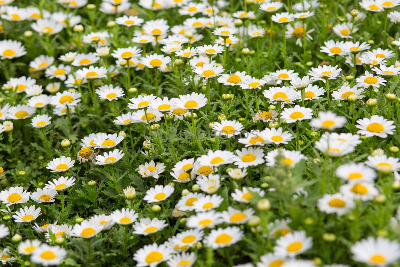 White and yellow daisies taken in a park in Shanghai during the summer.