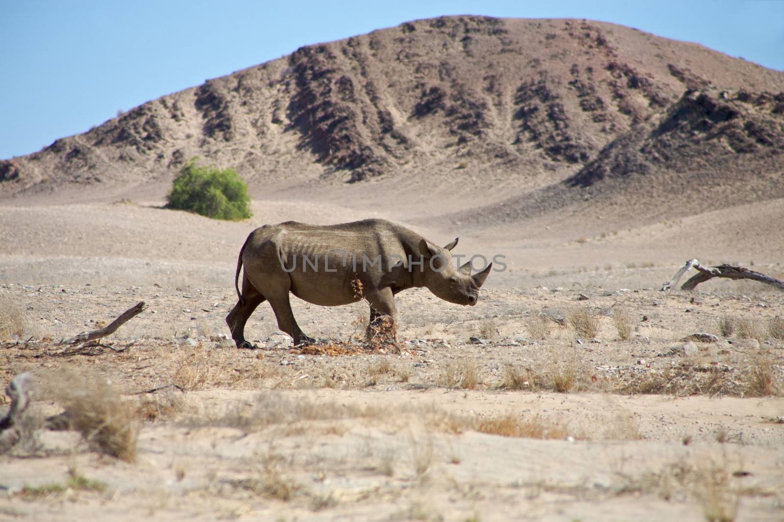A wild black rhino in the Kaokoland. by watchtheworld