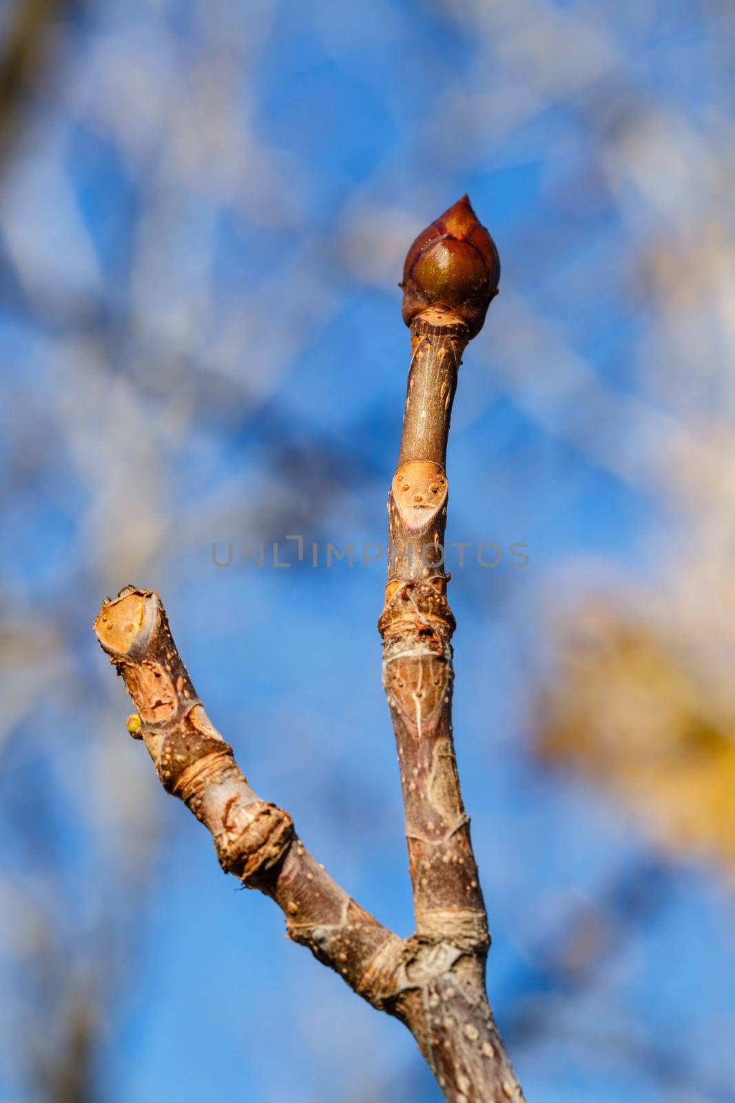 Tree bud closeup shot on a sunny afternoon on street