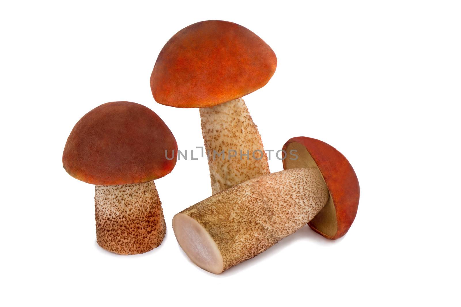 Beautiful mushrooms, aspen mushrooms with red hats. Presented on a white background.